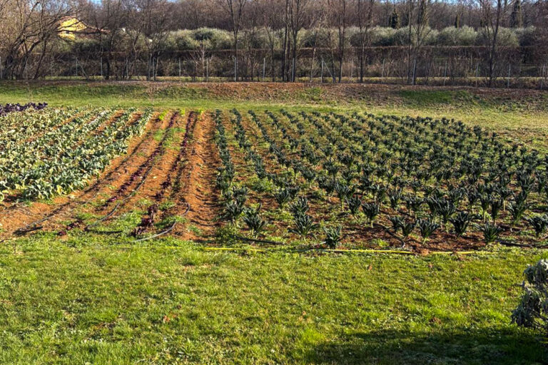 Piante orto a La Collina