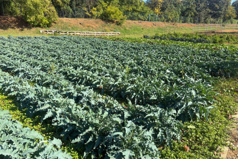 Piante per l’Orto della Comunità “La Collina”
